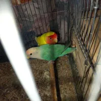 طوطی برزیلی و مرغ معاوضه با جفت عروس هلندی