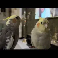 عروس هلندی|پرنده|تهران, امیریه|دیوار