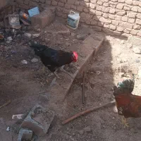 ۲عددخروس جوان