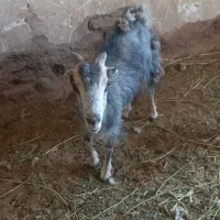بز  جوان