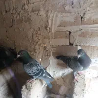 کبوتر پلاکی