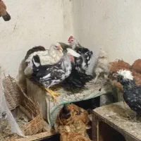 مرغ خرس
