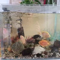 اکواریوم شیشه خم