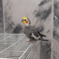 یک جفت عروس هلندی بسیار زیبا|پرنده|مشهد, شهید آوینی|دیوار