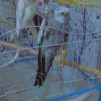 2 عدد عروس هلندی 1 سال دستی تربیت شده|پرنده|کلاله, |دیوار