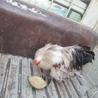 خروس برهما