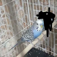 مرغ عشق|پرنده|سرایان, |دیوار