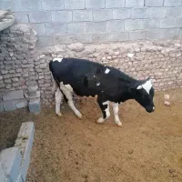 گوساله فروشی