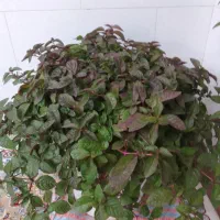 گل مروارید زیبا  وخیلی بزرگ (جز گیاهان آپارتمانی)|گل و گیاه طبیعی|مبارکه, |دیوار