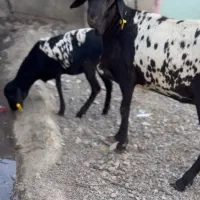 وارداتی اهوی|حیوانات مزرعه|لواسان, |دیوار