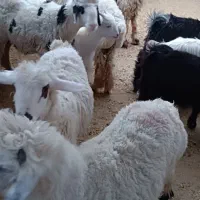 بره نر