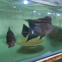 جفت فلاور اماده تخم ریزی