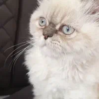 بریتیش نر اصیل و زیبا