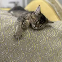 گربه با اصالت و شناسنامه دار|گربه|اهواز, کوی ایثار|دیوار