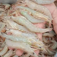 میگو دریایی موجود است تازه