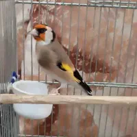 جوجه سهره نره قفسی و جوجه سهره گلبسر نر|پرنده|قزوین, |دیوار