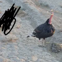 بقلمون|حیوانات مزرعه|زهک, |دیوار