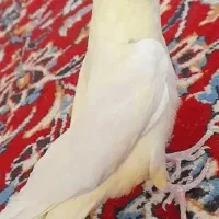 عروس هلندی|پرنده|دوگنبدان, |دیوار