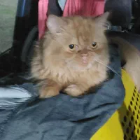 مژدگانی برای جینجر کوچولوی گمشده مون