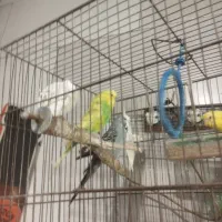 مرغ عشق|پرنده|قزوین, |دیوار