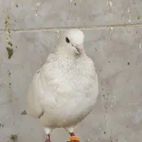 10 عدد ماده پرشی