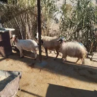 دوتا بره و یک گوسفند میش