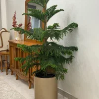 کاج مطبق با گلدون پلیمری