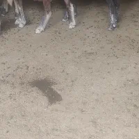 گوسفند آبستن شیشک شیر کرده