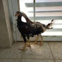 خروس لاری|حیوانات مزرعه|آران و بیدگل, |دیوار