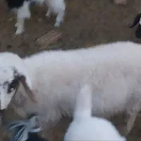 بره