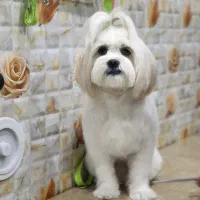 واگذاری سگ شیتزو فلت