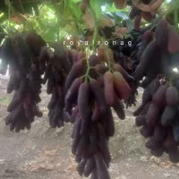 نهال انگور موندراپ|خدمات باغبانی و درختکاری|مریوان, |دیوار