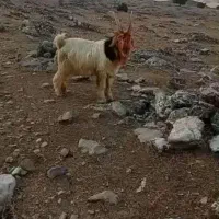 میش بره بیگ دوبر