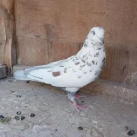 کفتر پرشی یه جایی و تکی|پرنده|قم, چهل درخت‎|دیوار