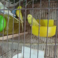 مرغ عشق، عروس هلندی، فنچ نرگسی شکلاتی