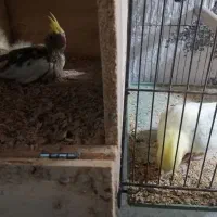 عروس هلندی|پرنده|آبپخش, |دیوار