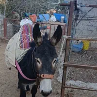 الاق نر جوان