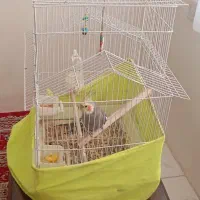 عروس هلندی نر باقفس