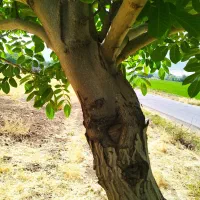 انجام انواع  پیوند تخصصی روی گردو وسایر میوه‌جات|خدمات باغبانی و درختکاری|خرم‌آباد, |دیوار