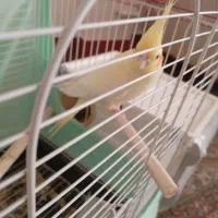 عروس هلندی ماده|پرنده|ویسیان, |دیوار