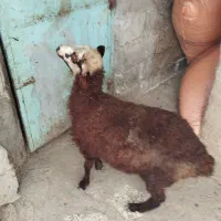 سلام دوستان این نر بره به فروش می‌رسد