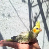 جوجه ۲ ماهه دون خور  معاوضه با مرغ عشق