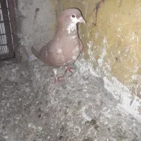 کبوتر رنگی|پرنده|گنبد کاووس, |دیوار