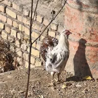 خروس گلین چهل تاج ریش|حیوانات مزرعه|هشتگرد, هیو|دیوار