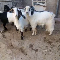 بز.نر...|حیوانات مزرعه|قوچان, |دیوار