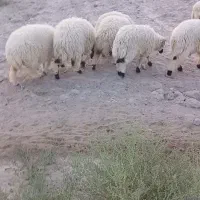 تعداد میش و بره|حیوانات مزرعه|آسمینون, |دیوار