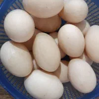 تخم اردک روسی نطفه دار و تازه و بزرگ هستن