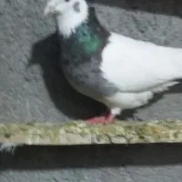 پرنده طوقی نر