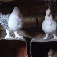 کبوترپشت‌طاووسی