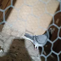 کفتر|پرنده|خمینی‌شهر, |دیوار